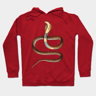 serpent,cobra,reptile,viper,venom,lizard,rattlesnake,king cobra,dragon,hydra,poison,venomous,plumber's snake,pythonidae,pythons,auger,python,squamata,serpentine,worm,big,ophidian,rattlesnakes,medusa,snakebite Hoodie